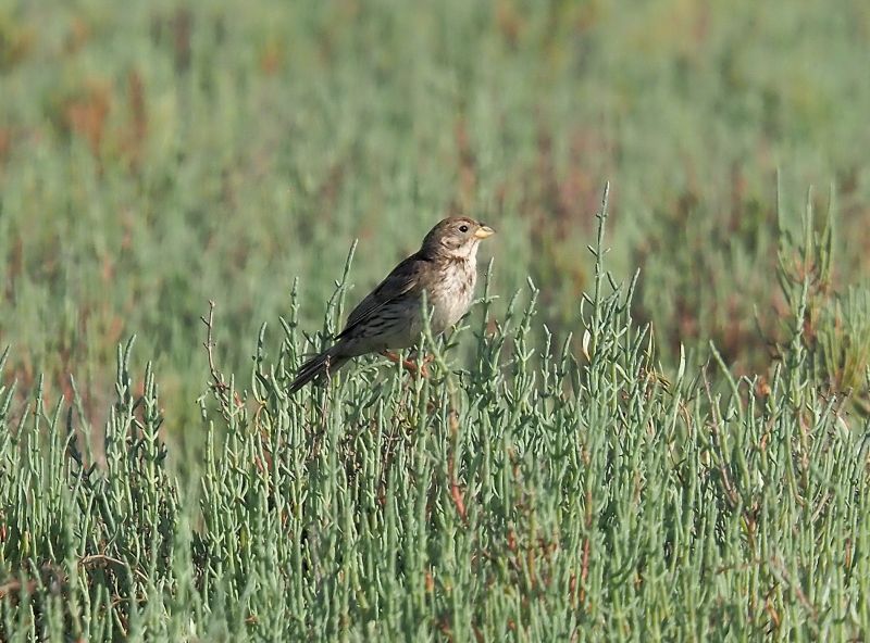 aiuto id., (senza idea)